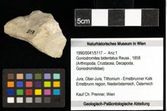 Foto (Objekt + Etiketten) von Goniodromites bidentatus (Reuss, 1858) 